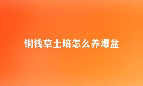 铜钱草土培怎么养爆盆