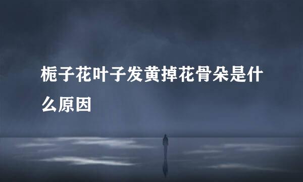 栀子花叶子发黄掉花骨朵是什么原因