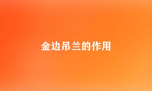 金边吊兰的作用