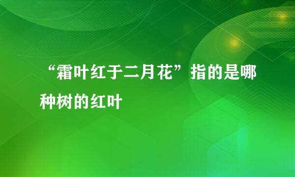“霜叶红于二月花”指的是哪种树的红叶