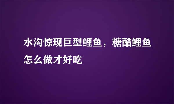 水沟惊现巨型鲤鱼，糖醋鲤鱼怎么做才好吃