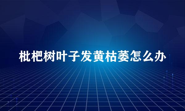 枇杷树叶子发黄枯萎怎么办
