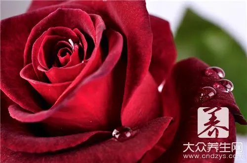  玫瑰精油正确使用方法