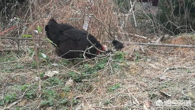 买土鸡蛋