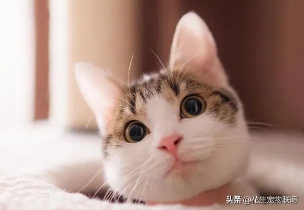 猫舍是干什么用的，和宠物店有什么区别？