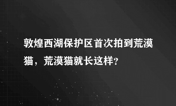 敦煌西湖保护区首次拍到荒漠猫，荒漠猫就长这样？