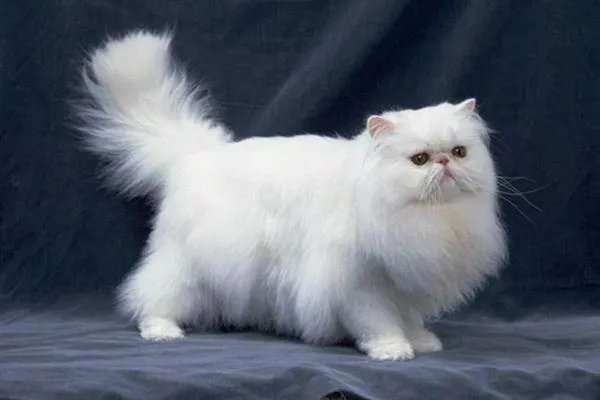 波斯猫和加菲猫的区别