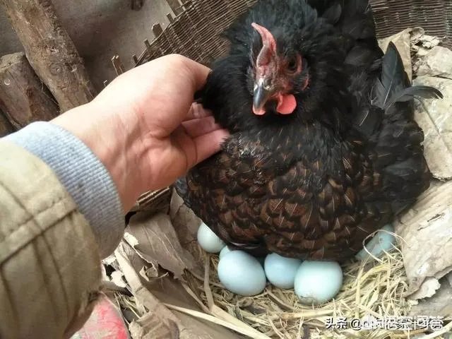 买土鸡蛋