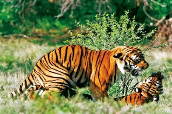 我国十大濒临灭绝的动物：金丝猴上榜，它是水中大熊猫