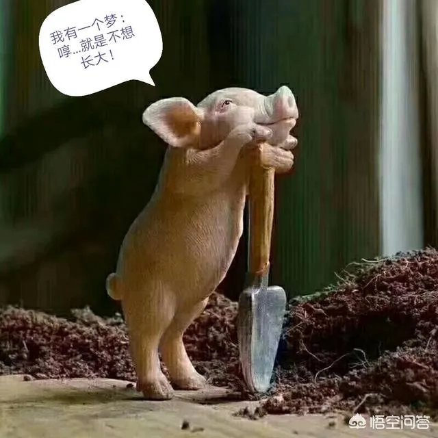 最近猪肉疫情怎么样了?