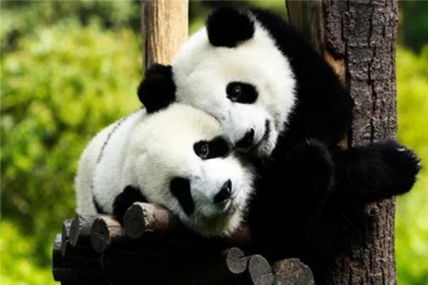 我国十大濒临灭绝的动物：金丝猴上榜，它是水中大熊猫