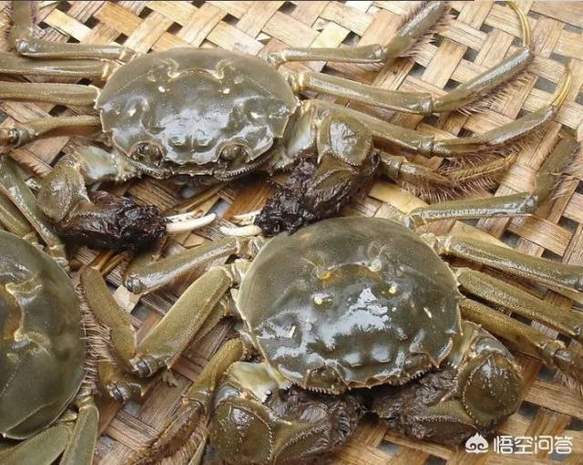 德国大闸蟹和阳澄湖大闸蟹，哪个好吃？