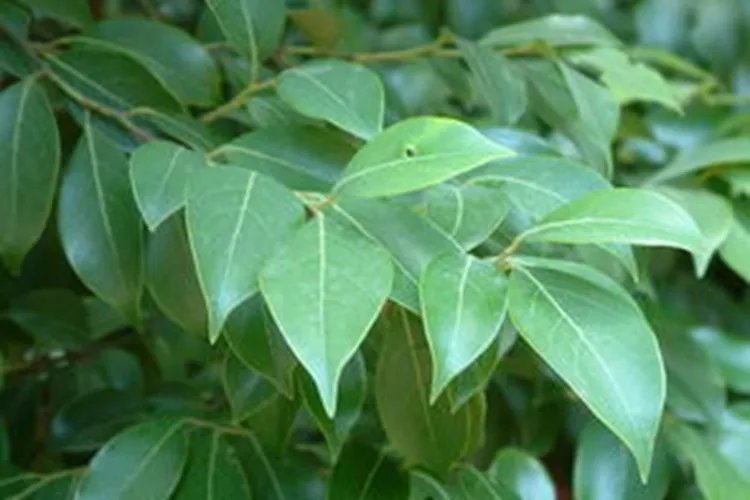 三股筋草药图片