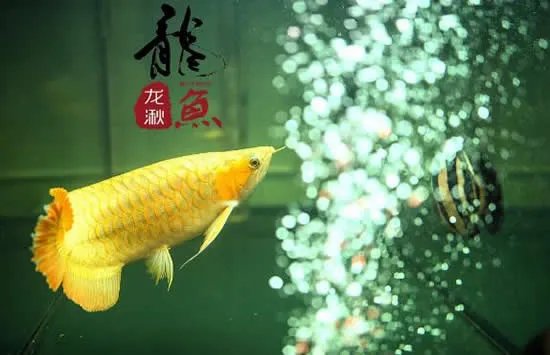 龙鱼眼睛整容千元一次 网友：活久见！行行出状元！