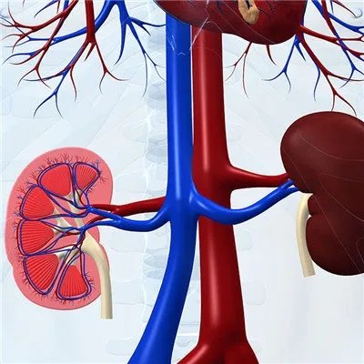肾虚性腰痛是怎么回事啊?