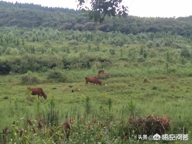 买土鸡蛋