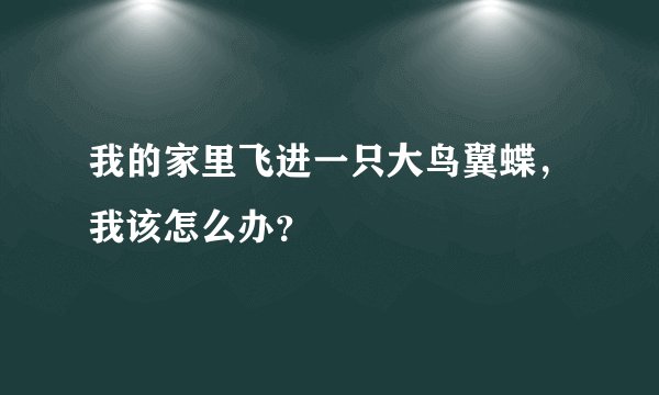 我的家里飞进一只大鸟翼蝶，我该怎么办？