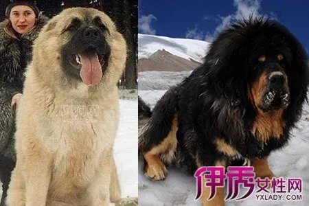 高加索犬与藏獒优缺点比较