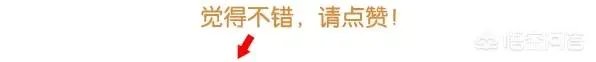 鼬的实力是什么水平