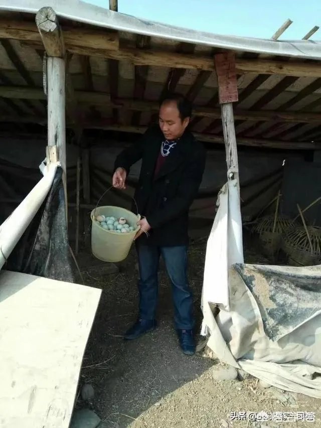 买土鸡蛋