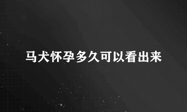 马犬怀孕多久可以看出来