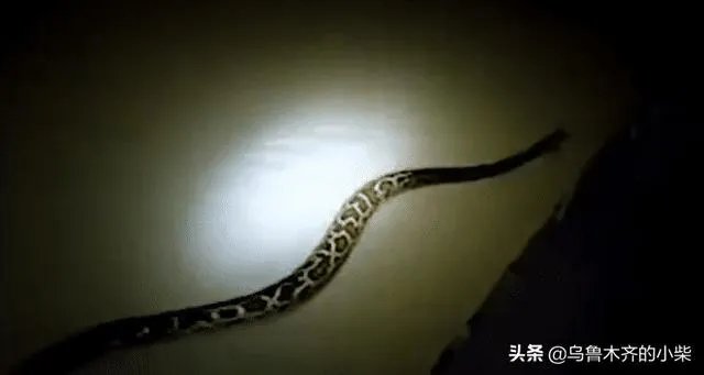 天镜湖大蛇究竟是谁先发现的?