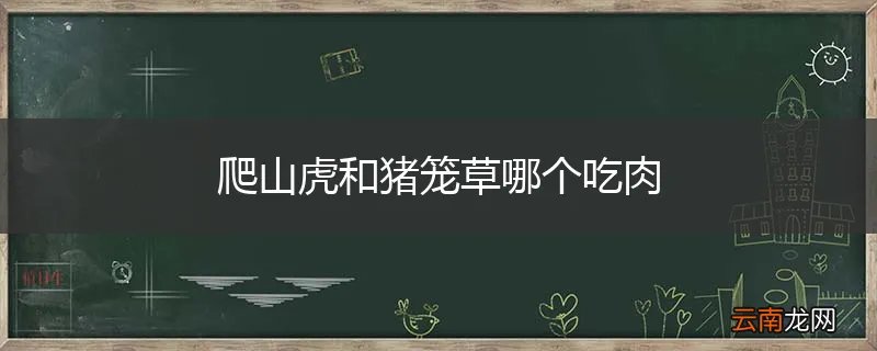 爬山虎和猪笼草哪个吃肉
