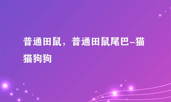 普通田鼠，普通田鼠尾巴-猫猫狗狗