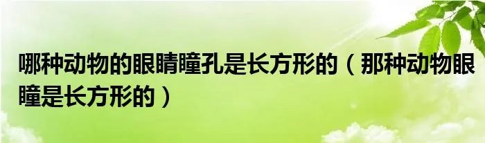 哪种动物的眼睛瞳孔是长方形的（那种动物眼瞳是长方形的）