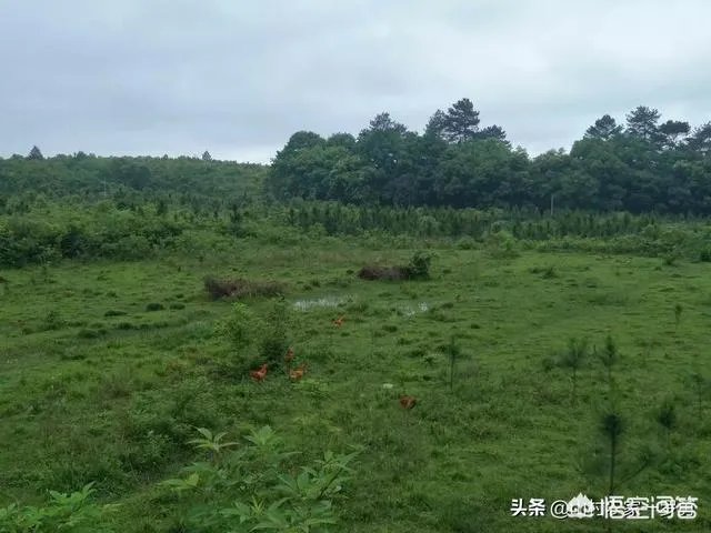买土鸡蛋