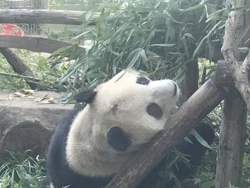 北京动物园网红大熊猫突然头秃 网友：难道它也写代码？