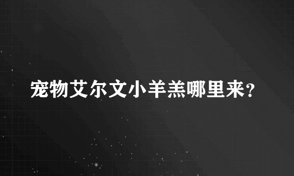 宠物艾尔文小羊羔哪里来？