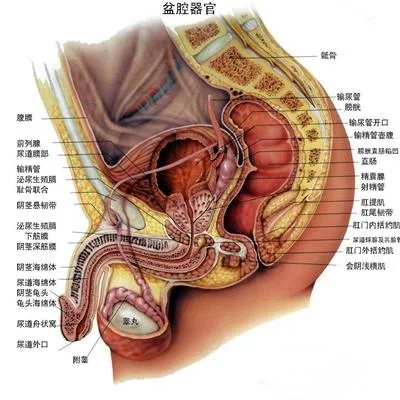 大阴茎是靠“练”出来的