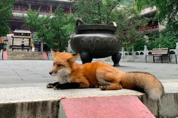 小狐狸频繁现身北京潭柘寺,这只小狐狸是从哪儿来的?