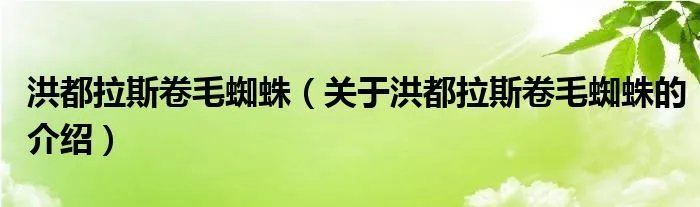洪都拉斯卷毛蜘蛛（关于洪都拉斯卷毛蜘蛛的介绍）