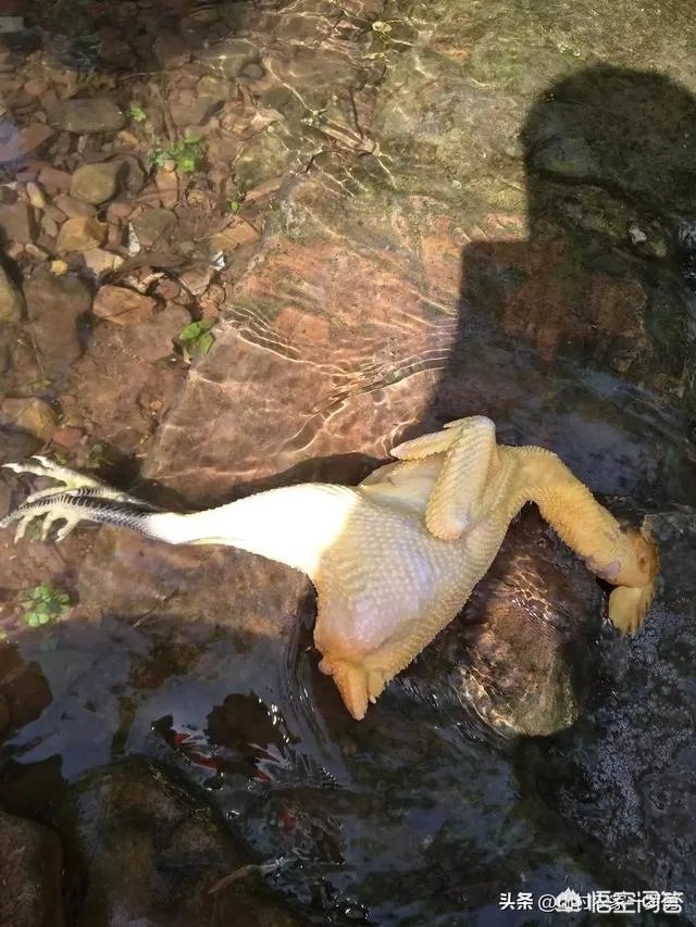 买土鸡蛋