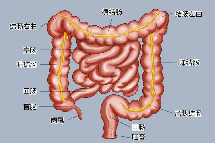 人体肠道结构图部位名称