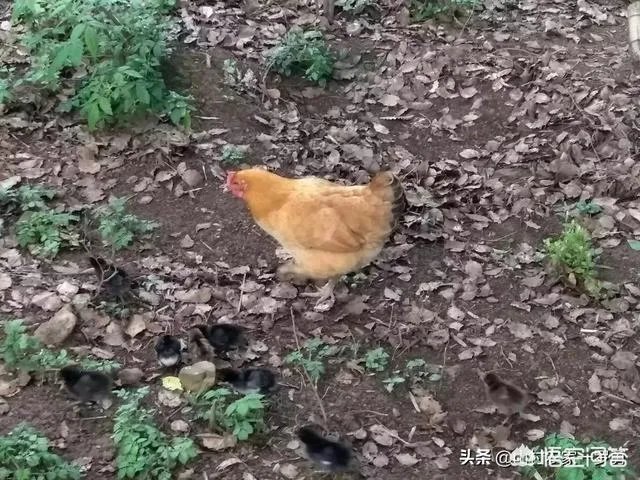 买土鸡蛋
