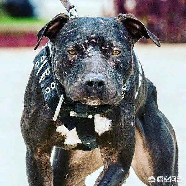 比特犬和土佐犬，谁更厉害？