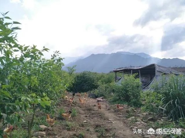 买土鸡蛋