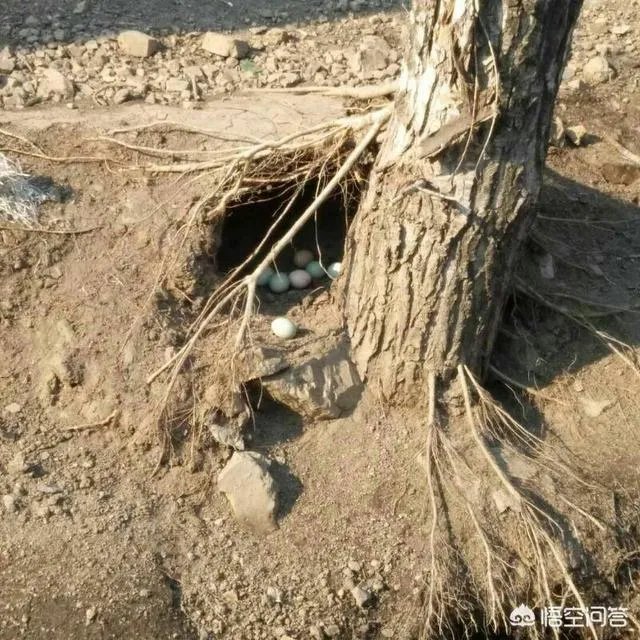 买土鸡蛋