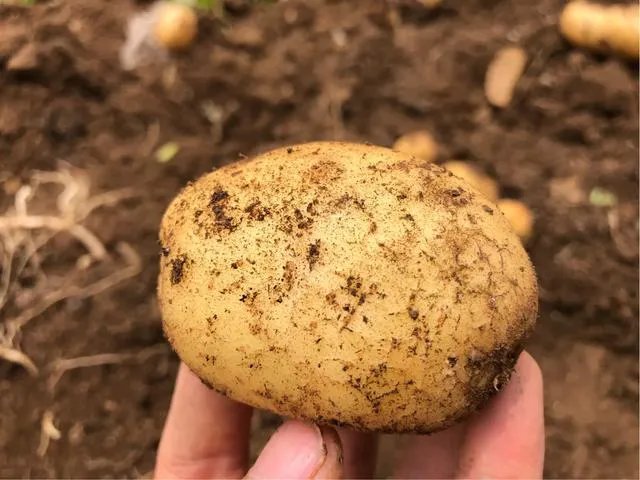 蔬菜供应链有没有人做?