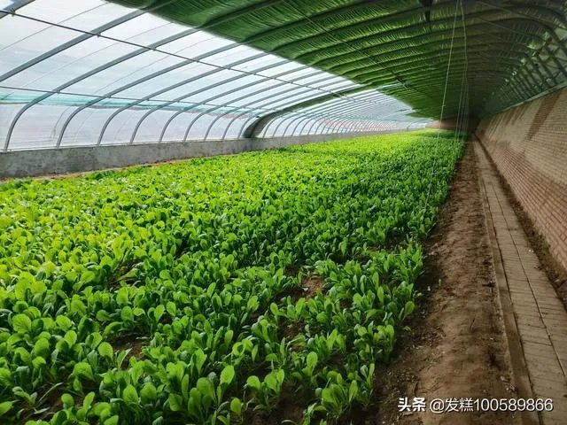 蔬菜供应链有没有人做?