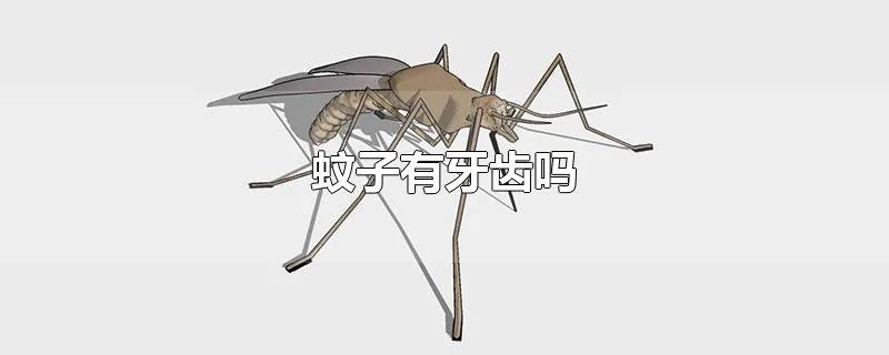 蚊子有牙齿吗