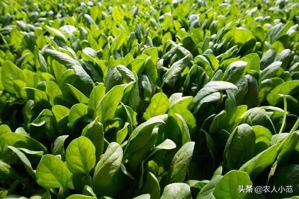 蔬菜供应链有没有人做?