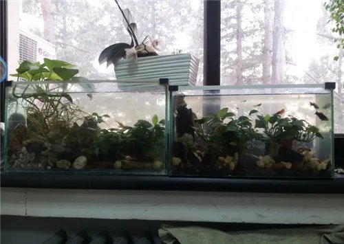 办公室养鱼风水讲究 办公室养什么鱼能旺财