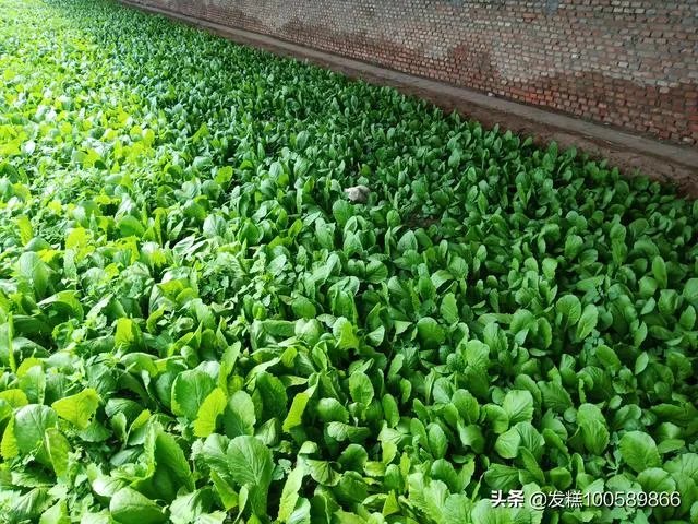 蔬菜供应链有没有人做?