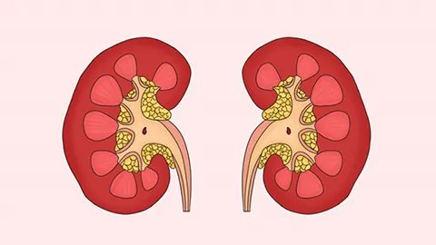 肾上腺素激增是什么意思