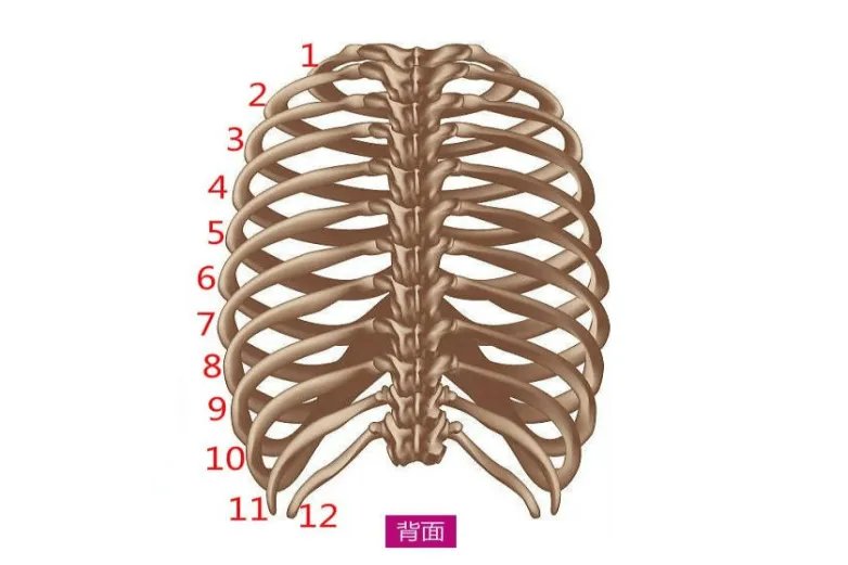 第五第六肋骨在什么位置图片