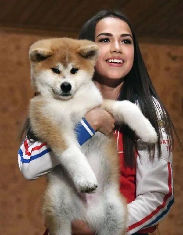 安倍赠送秋田犬给谁?